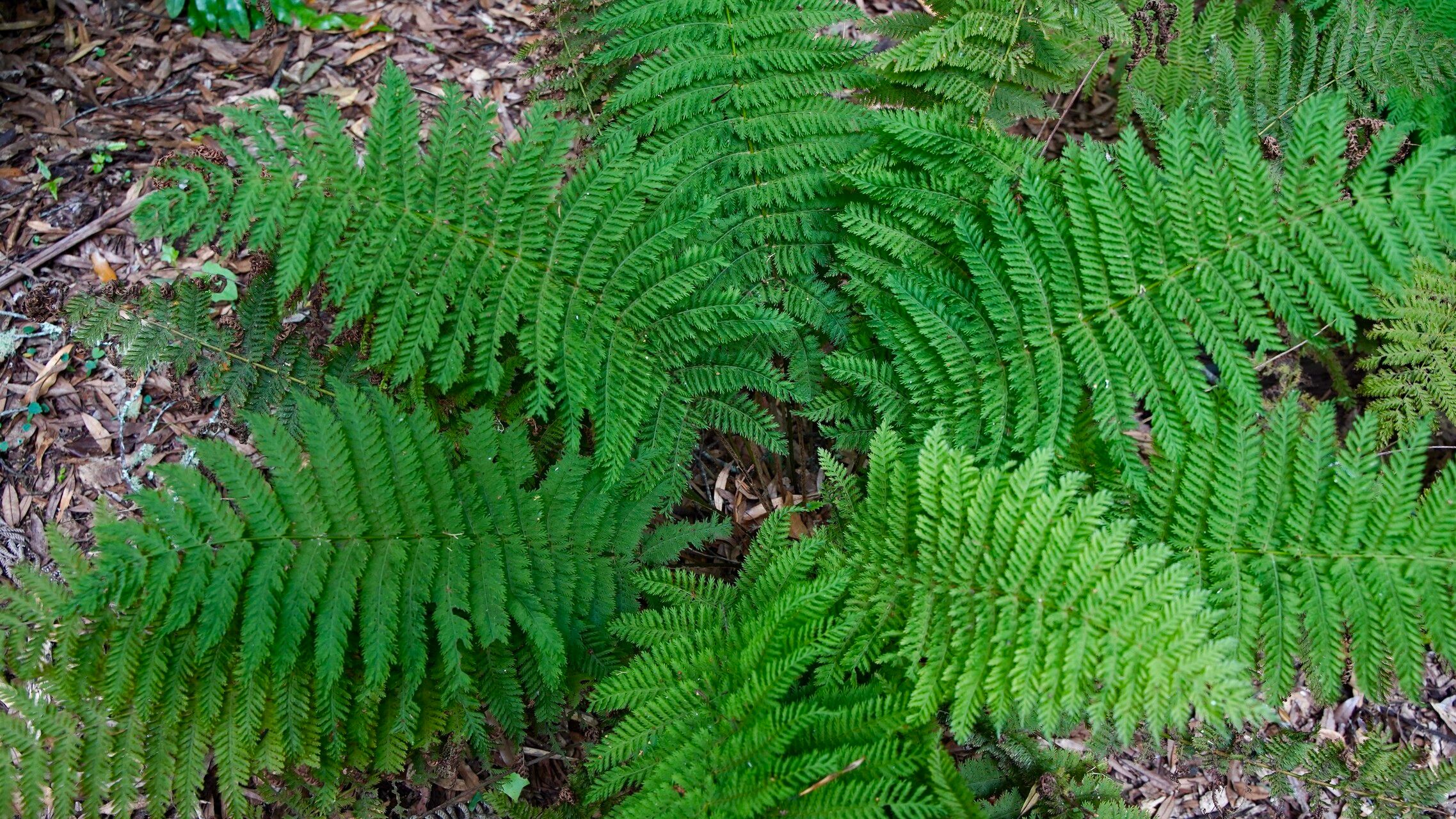 Leptopteris hymenophylloides habit