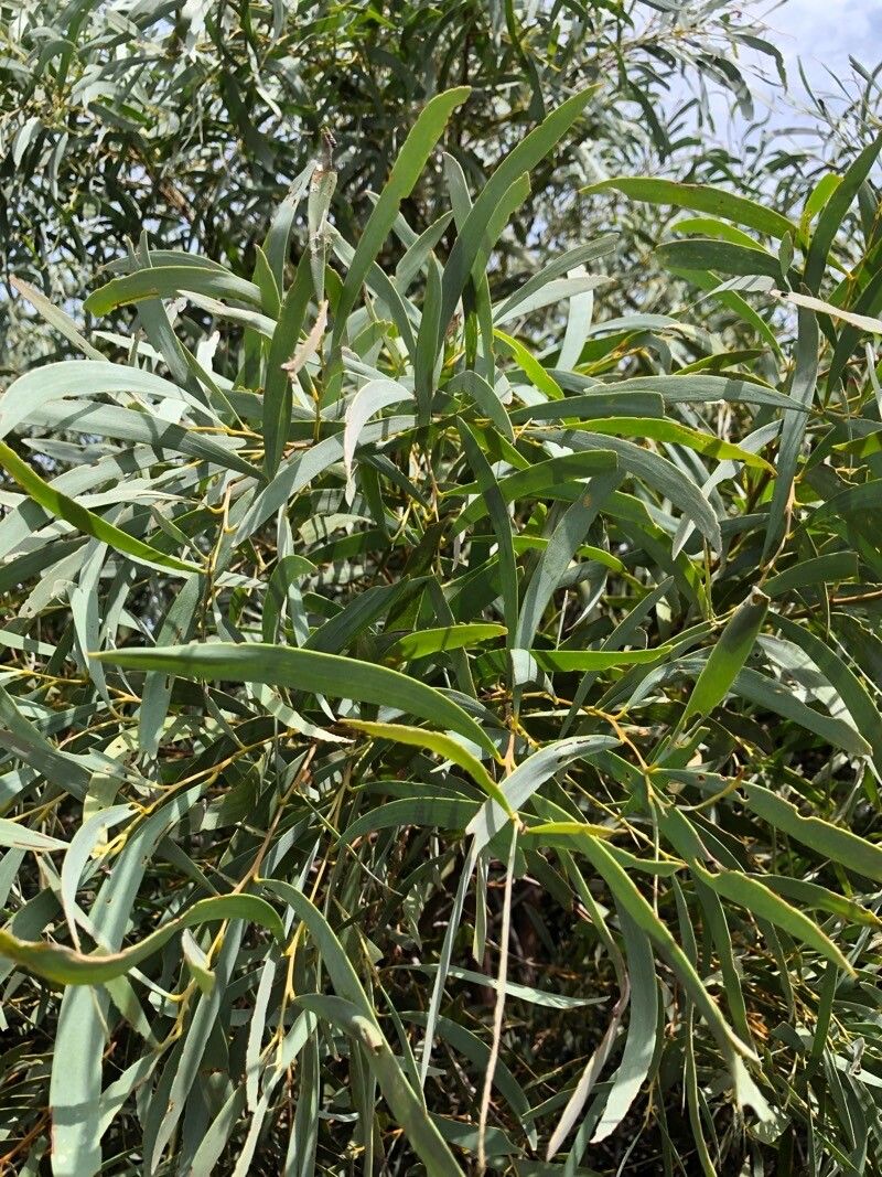 Acacia harpophylla leaf