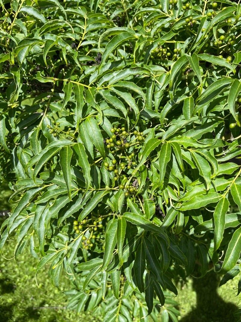 Phellodendron sachalinense — related species from the same genus