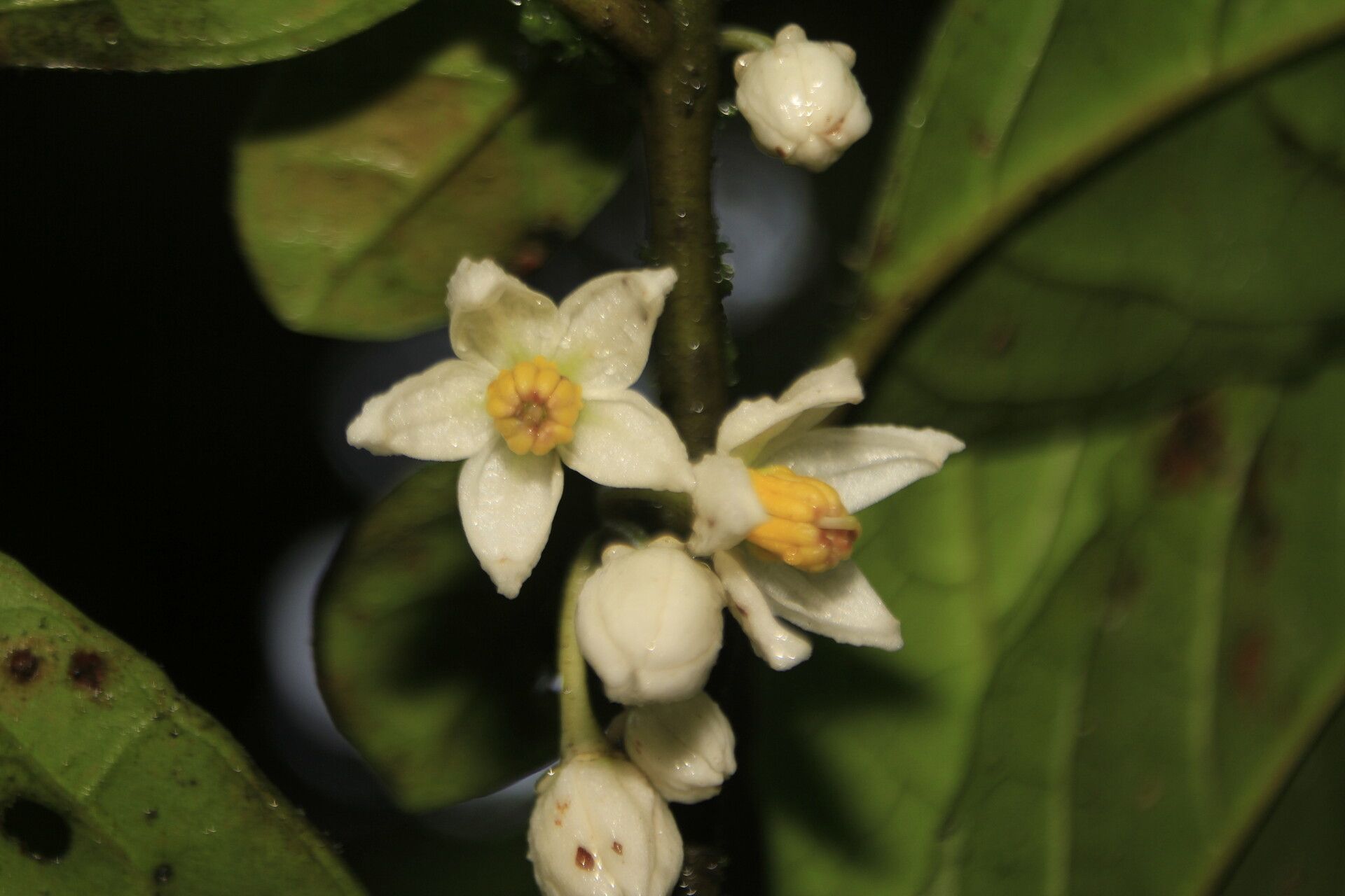 Solanum deflexiflorum flower