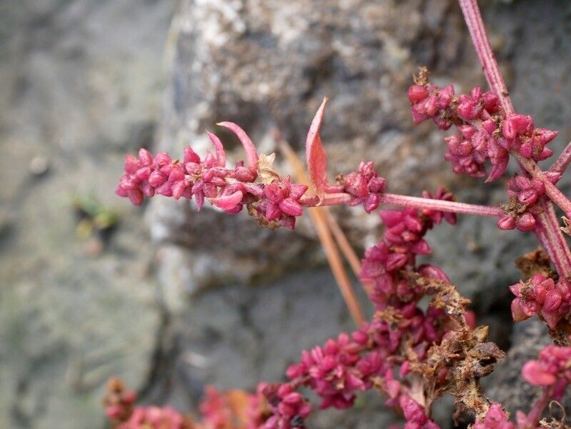 Atriplex glabriuscula x Atriplex prostrata — search result for 'Atriplex'