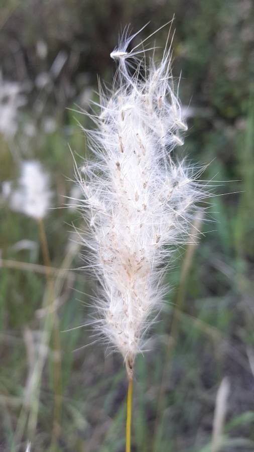 Bothriochloa laguroides fruit