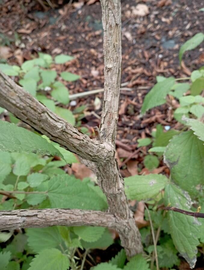 Abeliophyllum distichum bark