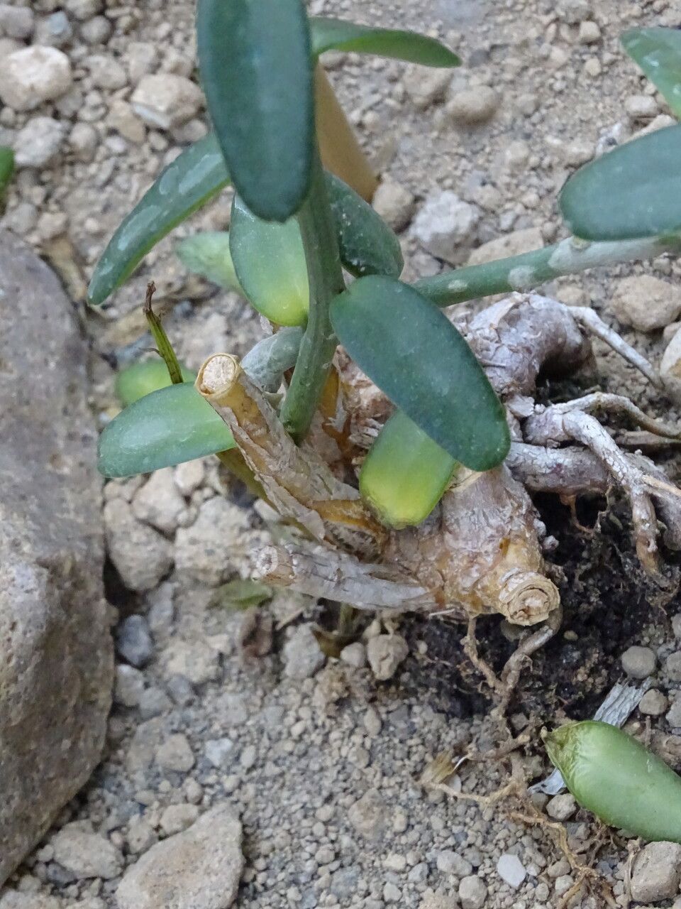 Xerosicyos perrieri bark