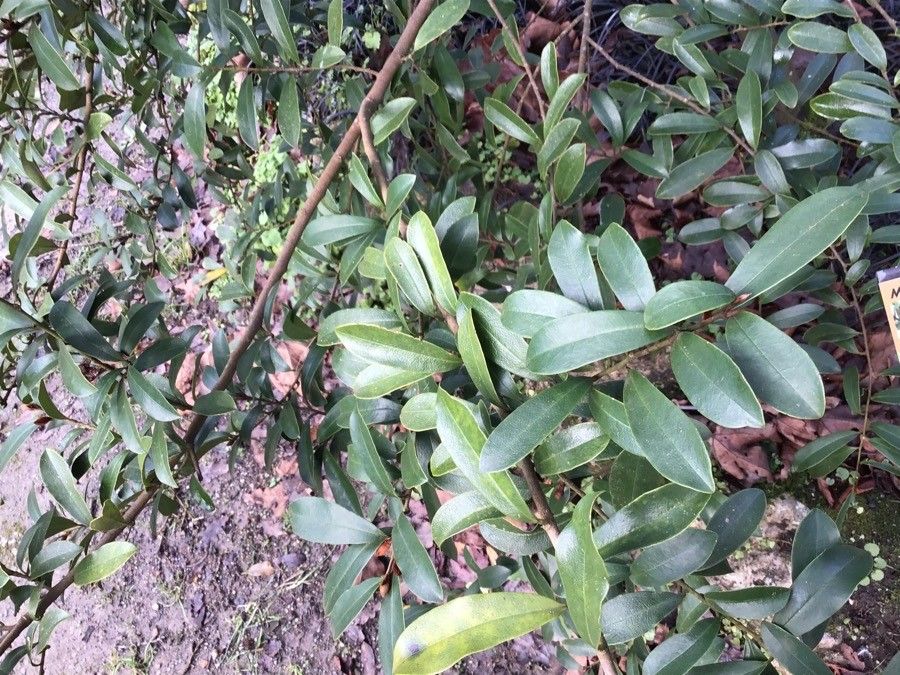 Magnolia laevifolia — search result for 'Magnolia'