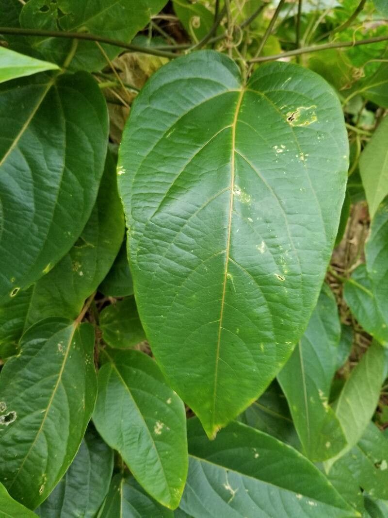 Passiflora maliformis — houseplant care guide