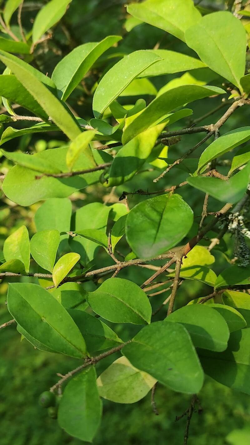 Ligustrum leucanthum — search result for 'Ligustrum'
