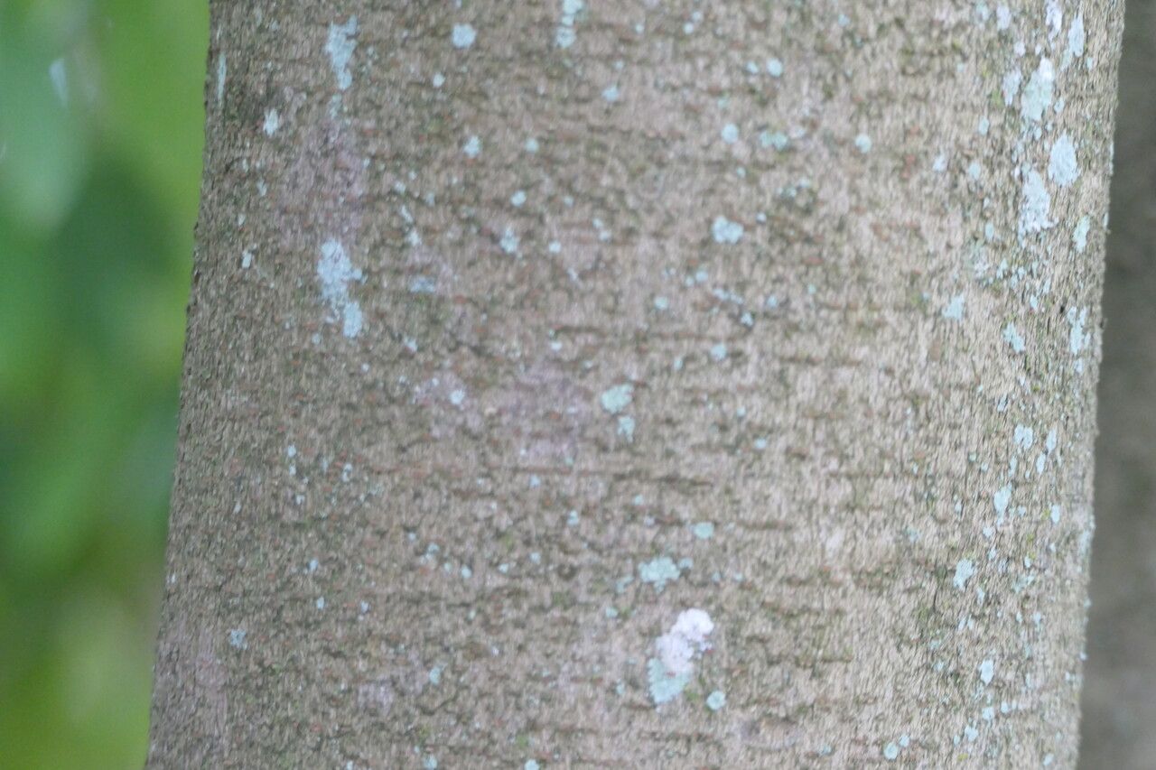 Sycopsis sinensis bark