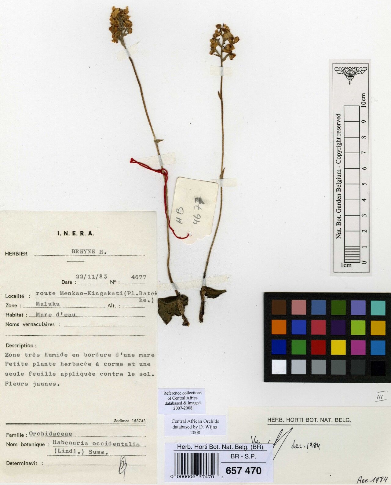 Habenaria occidentalis — houseplant care guide