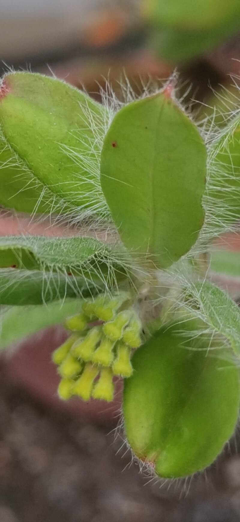 Grevillea pimeleoides other