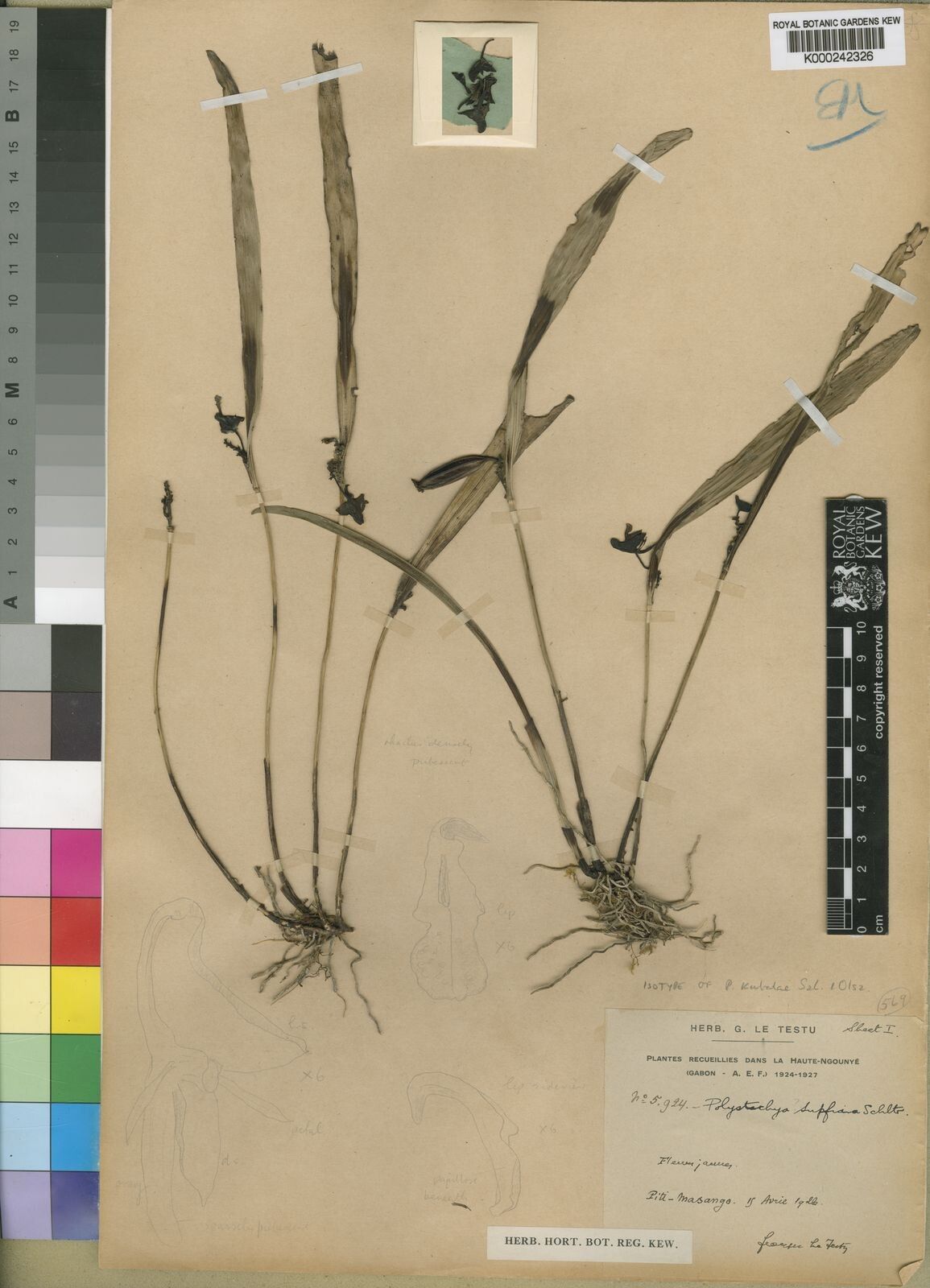Polystachya kubalae — houseplant care guide