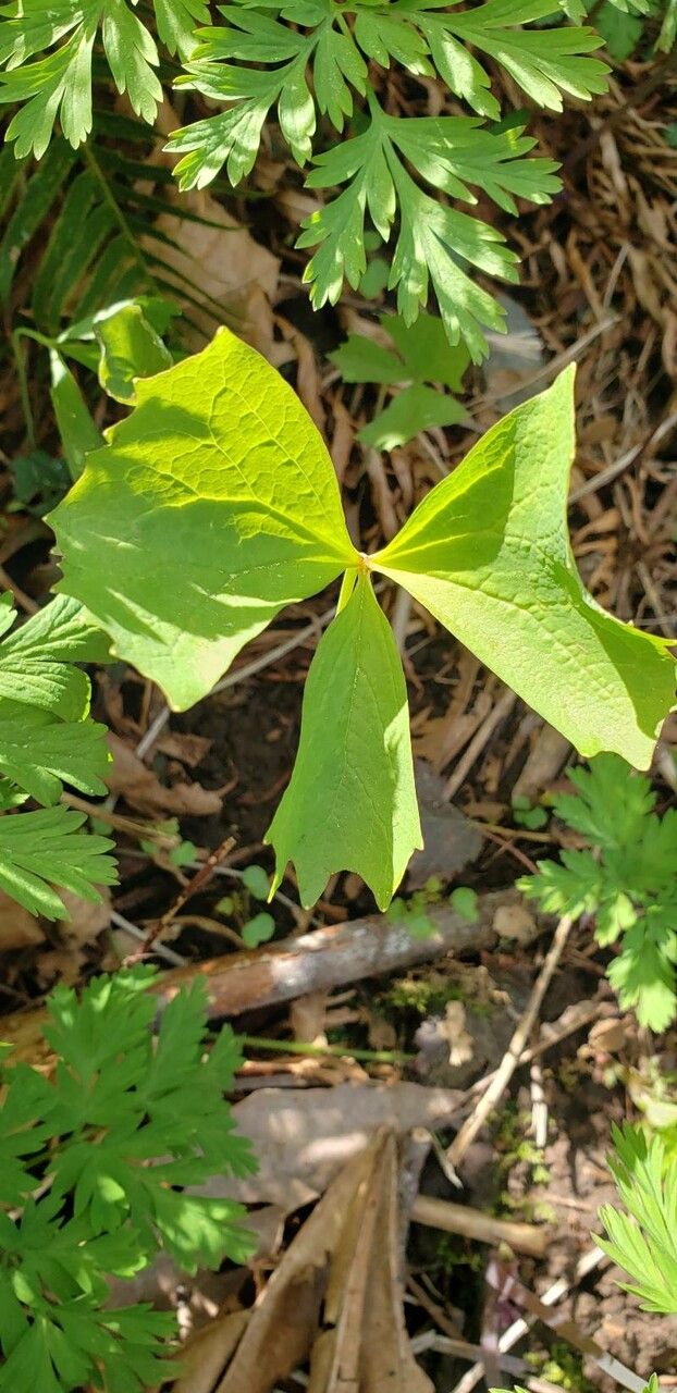 Achlys triphylla leaf