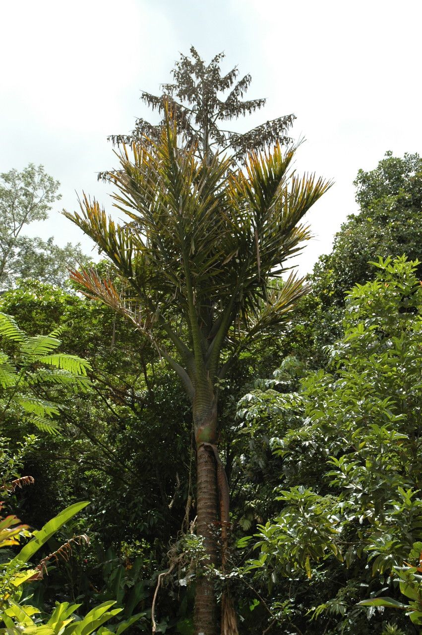 Metroxylon salomonense — related species from the same genus