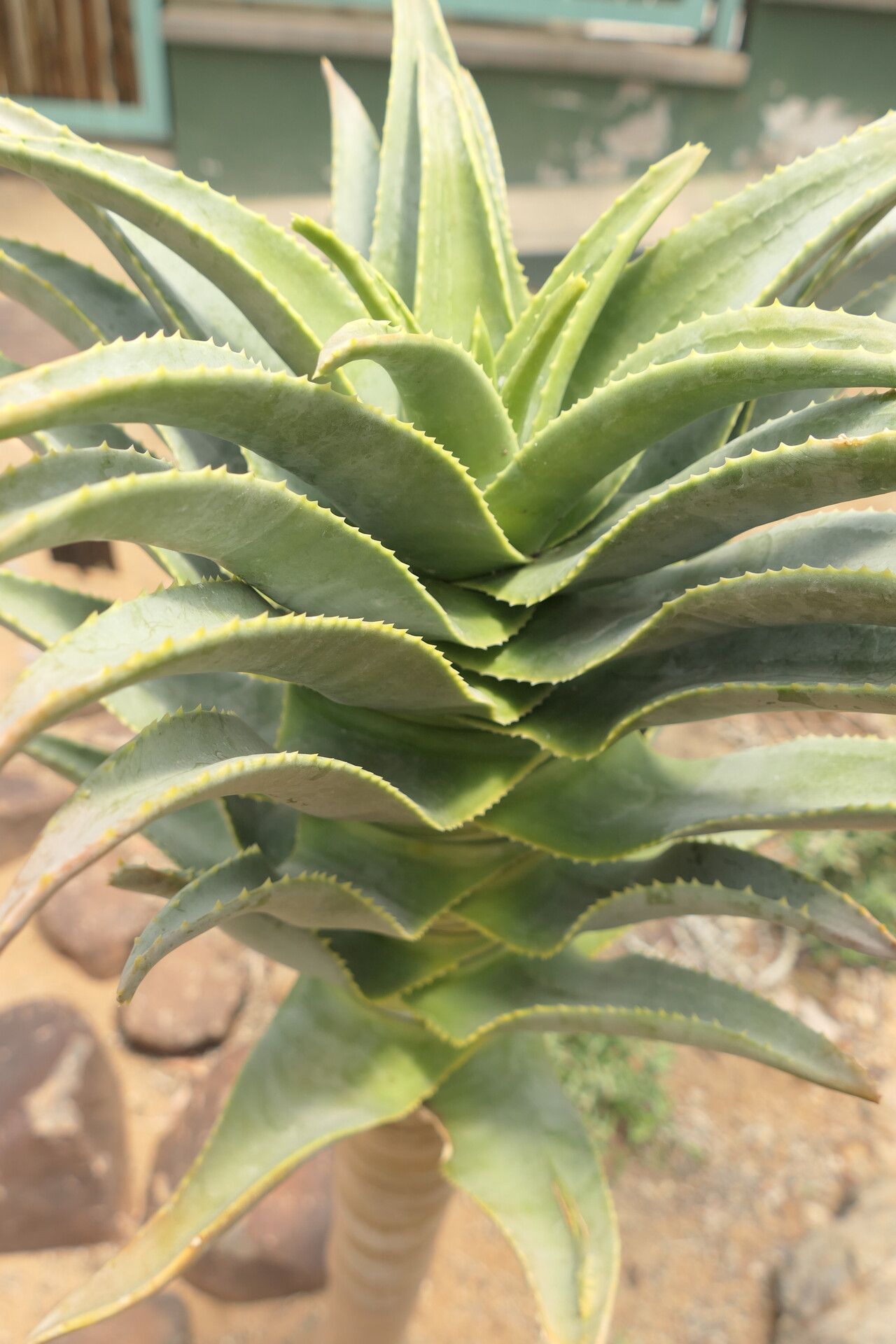 Aloidendron pillansii — related species from the same genus