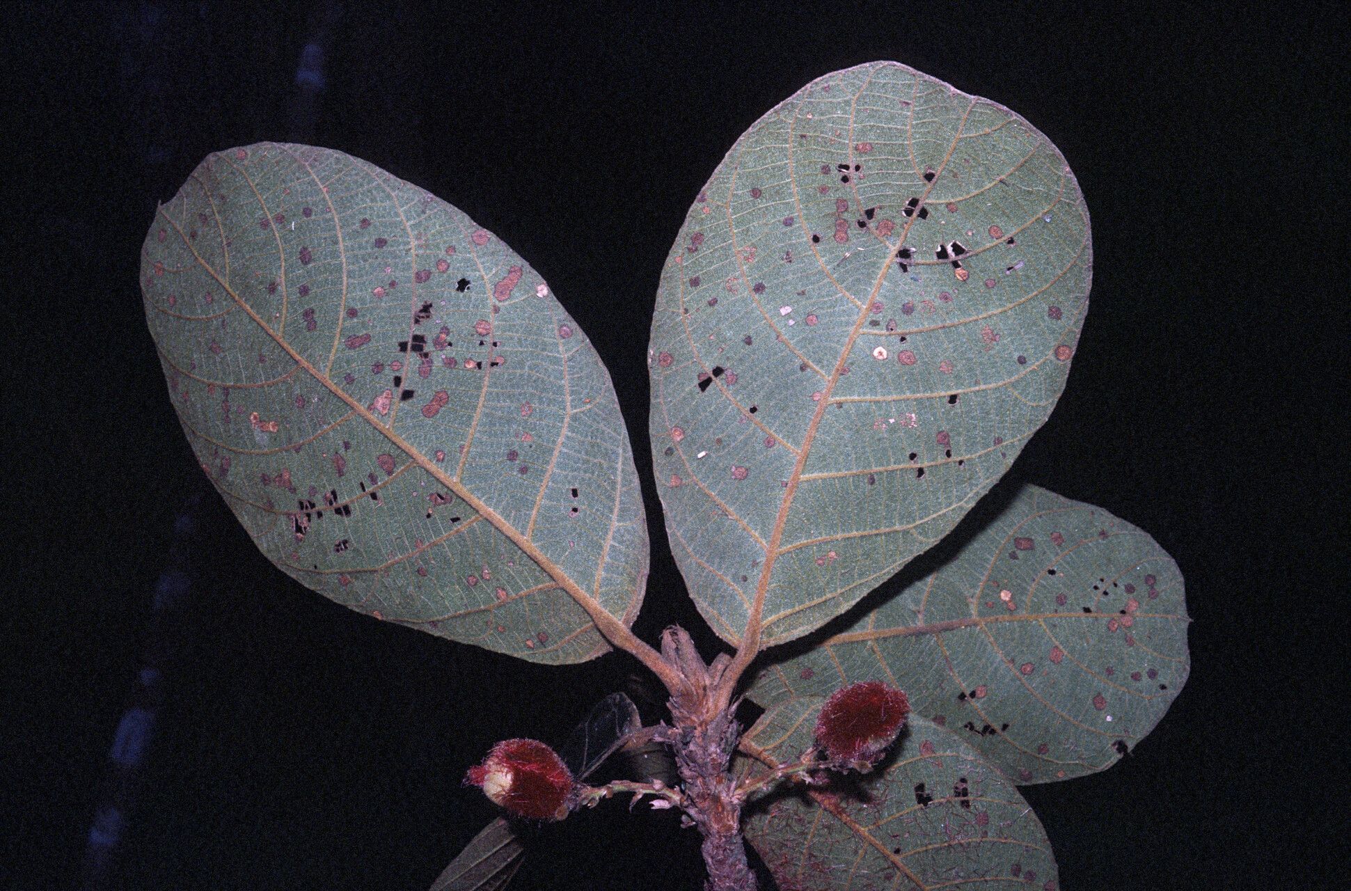 Sloanea rufa leaf
