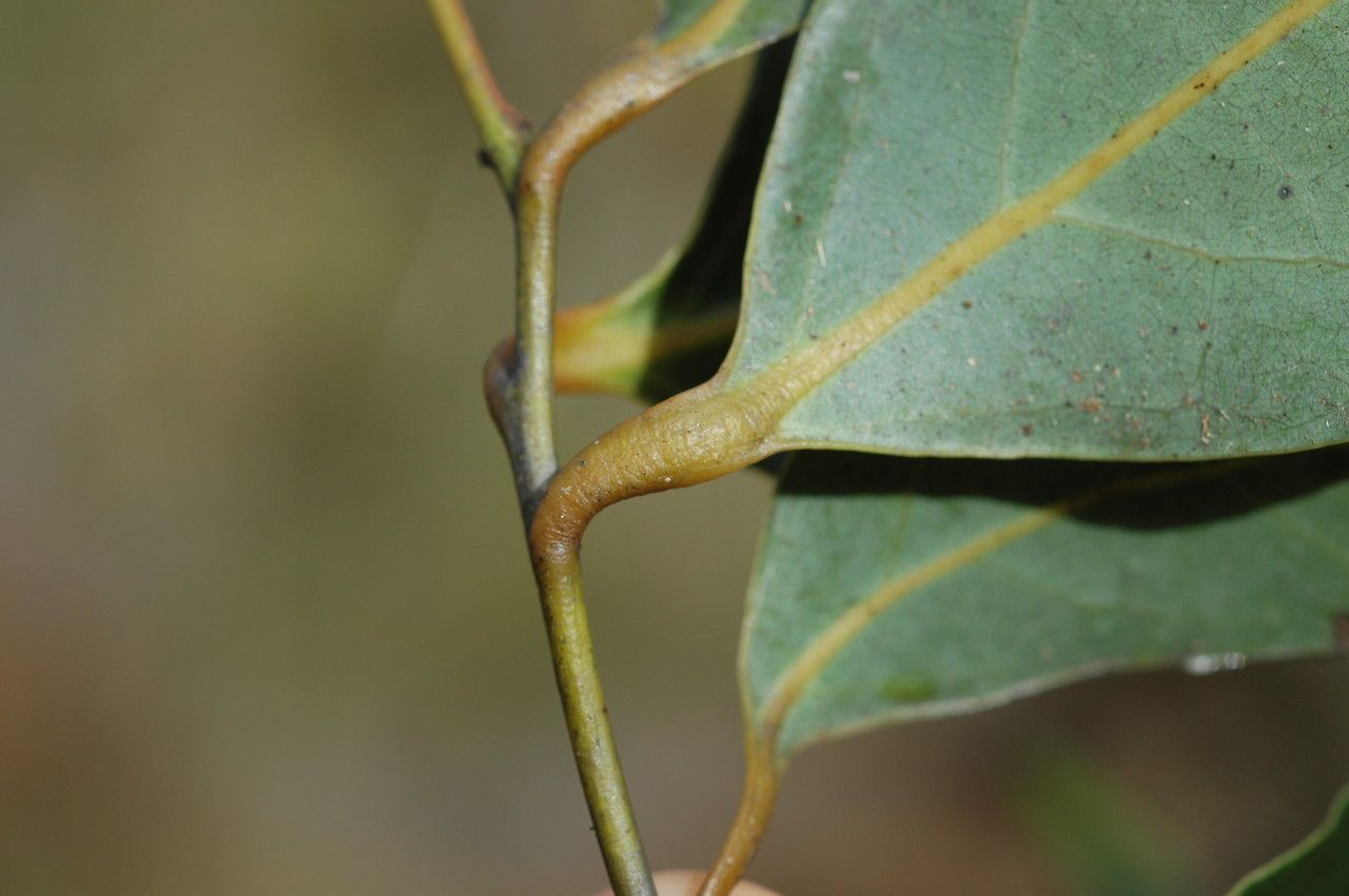 Cryptocarya mackeei bark