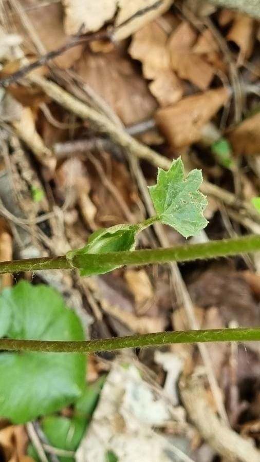 Homogyne sylvestris leaf