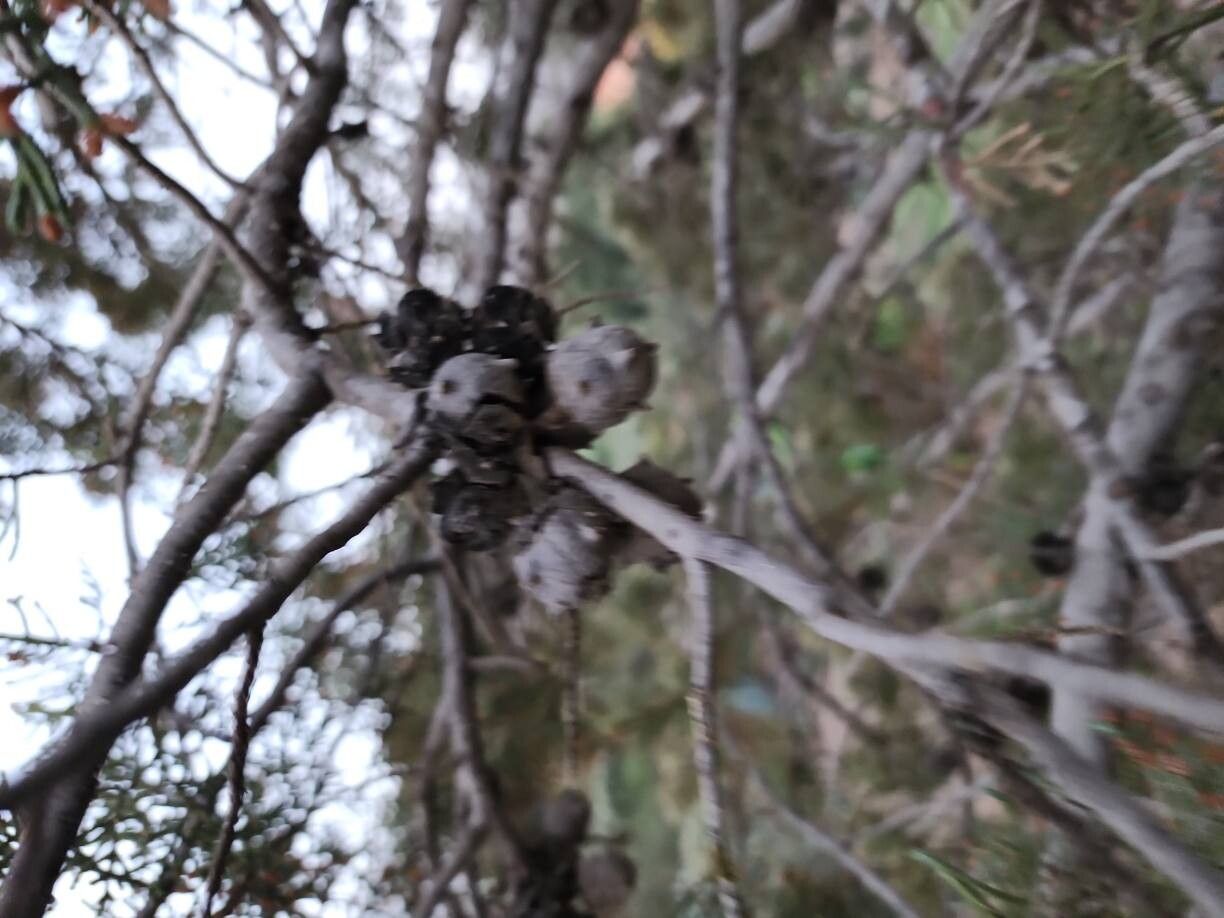 Cupressus atlantica fruit