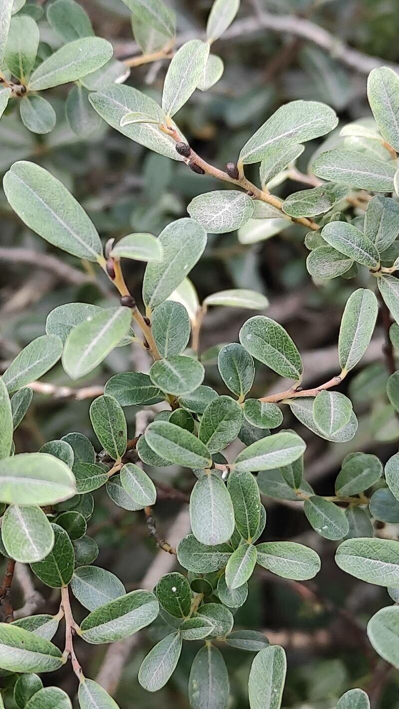 Salix glauca leaf