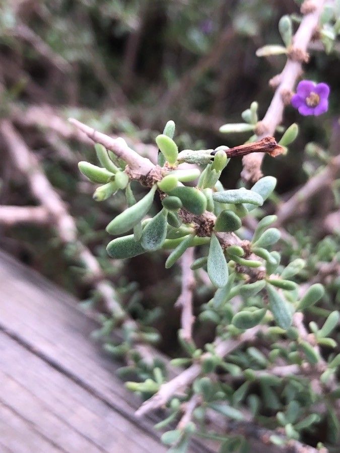 Lycium intricatum leaf