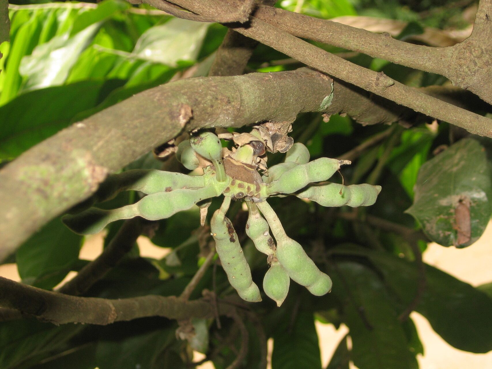 Uvariodendron gorgonis fruit