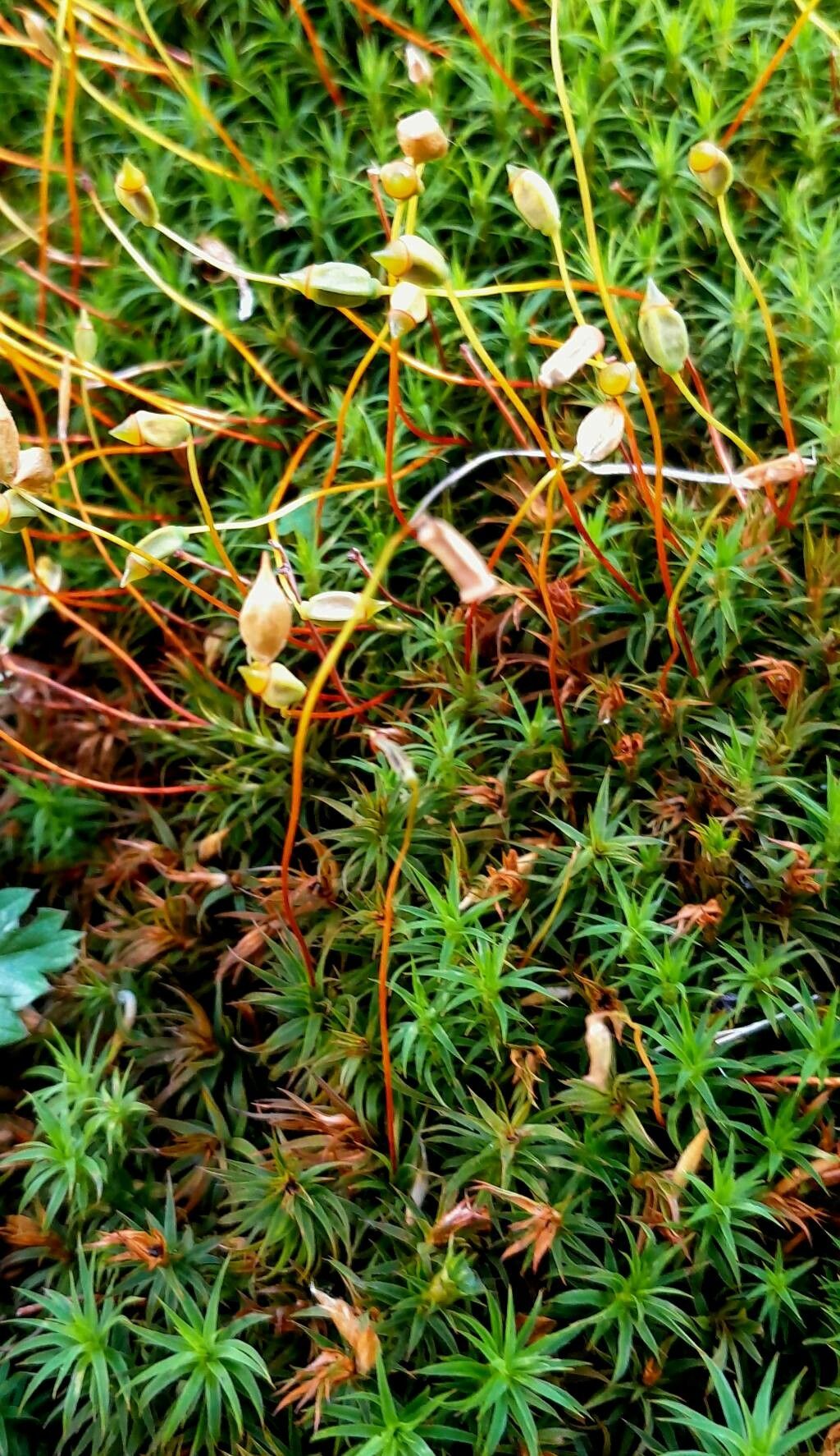 Plantago subulata flower