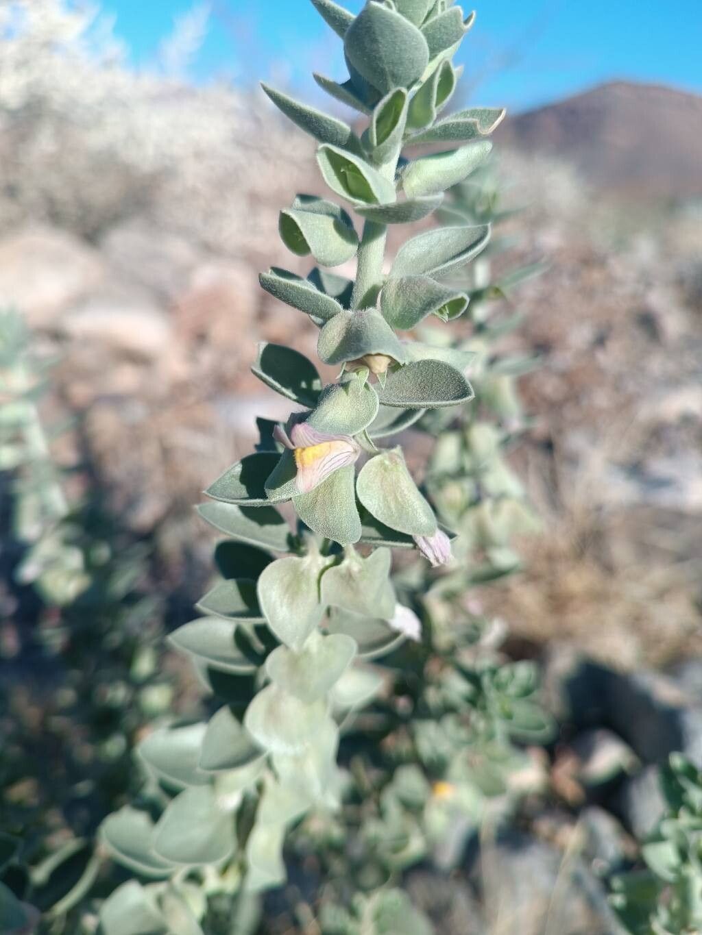 Polygala tinctoria flower