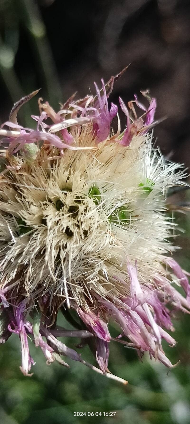 Jurinea cyanoides fruit