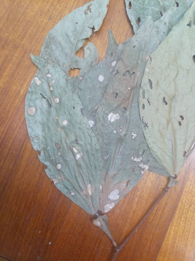 Inga graciliflora other