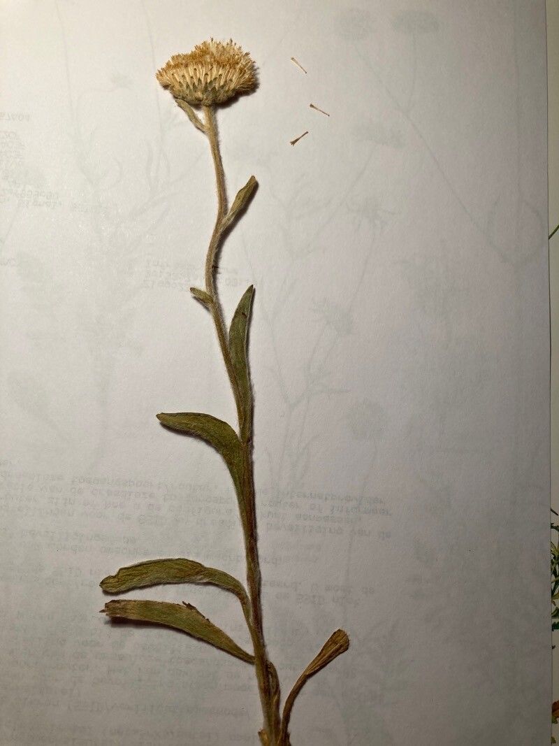 Inula langeana — search result for 'Inula'