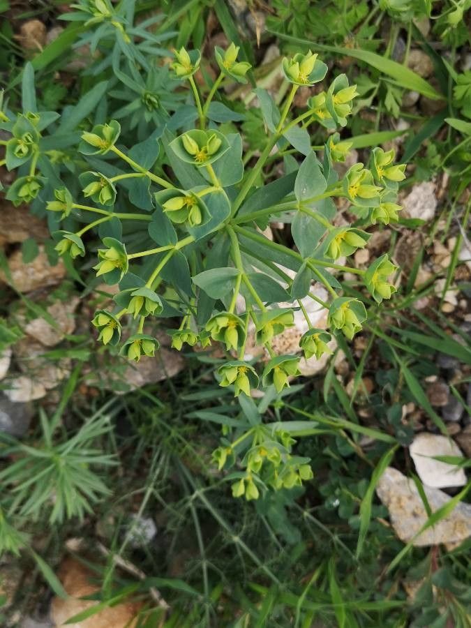 Euphorbia segetalis flower