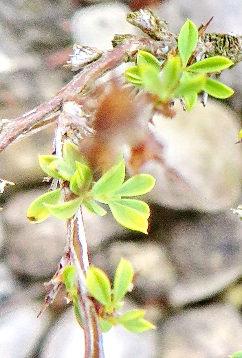 Caragana grandiflora — search result for 'Caragana'