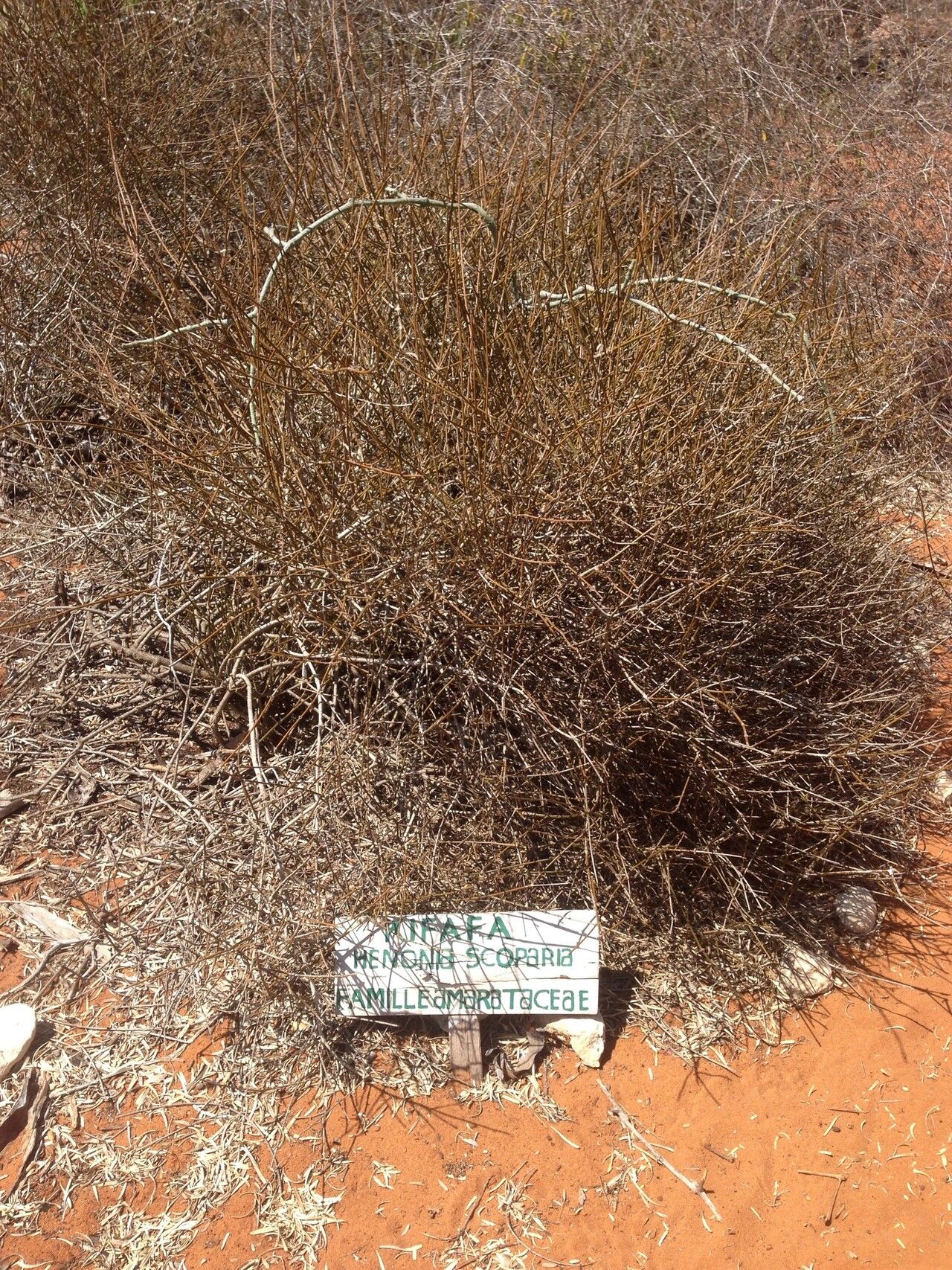 Henonia scoparia — search result for 'Scoparia'