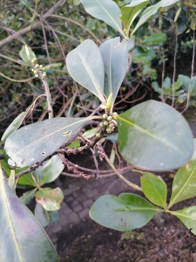 Myrsine guianensis leaf