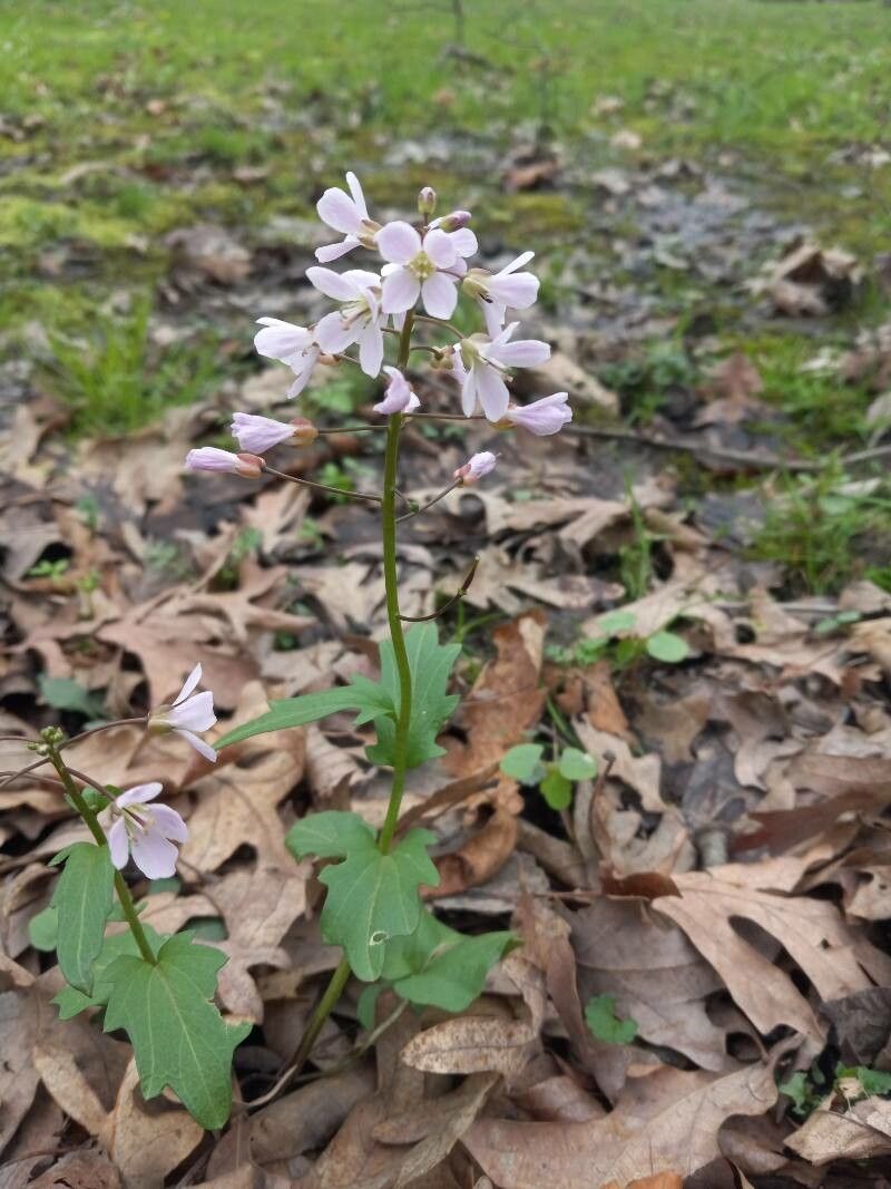 Cardamine angulata