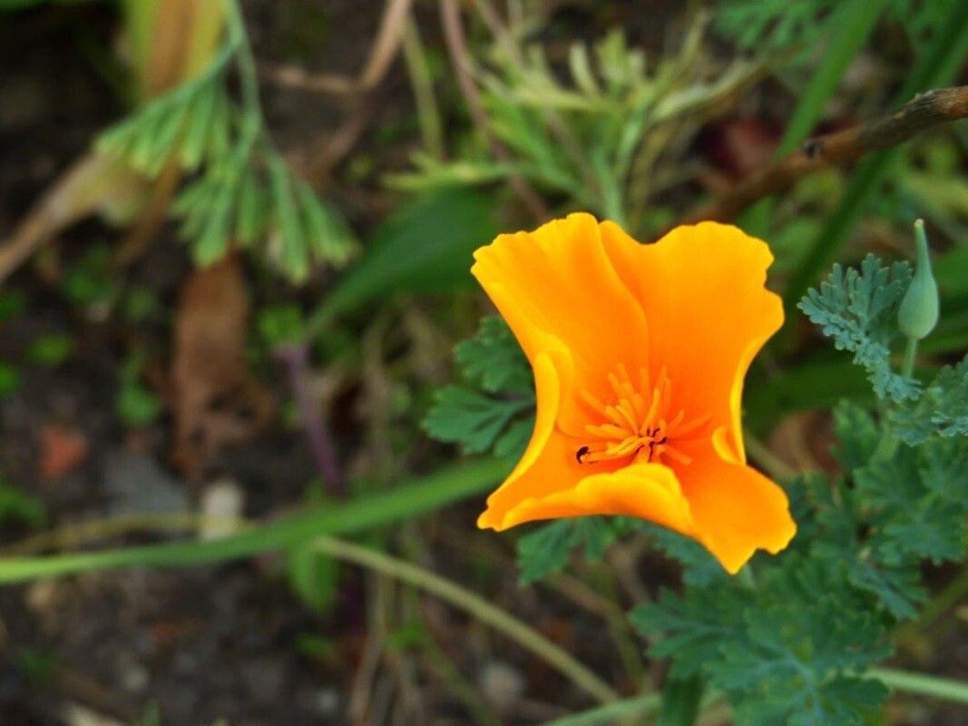 Eschscholzia caespitosa flower