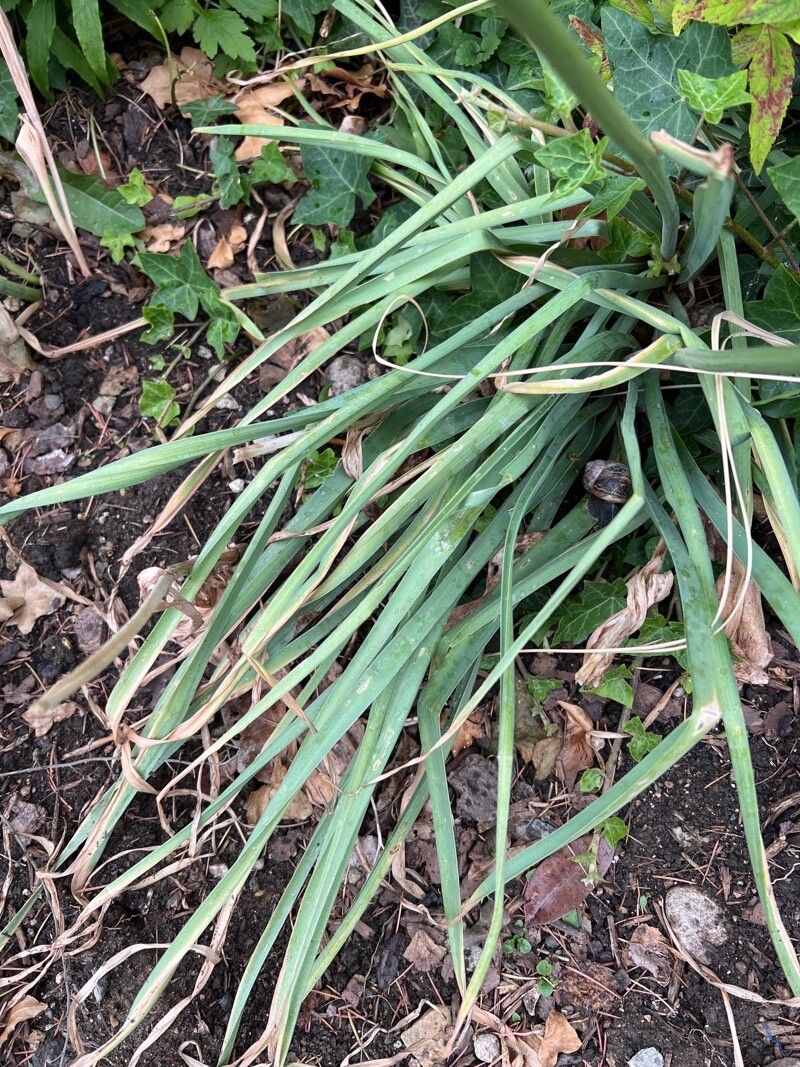 Eremurus stenophyllus leaf