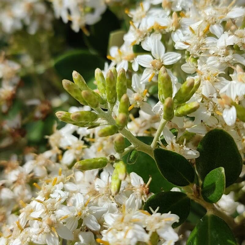 Olearia haastii fruit
