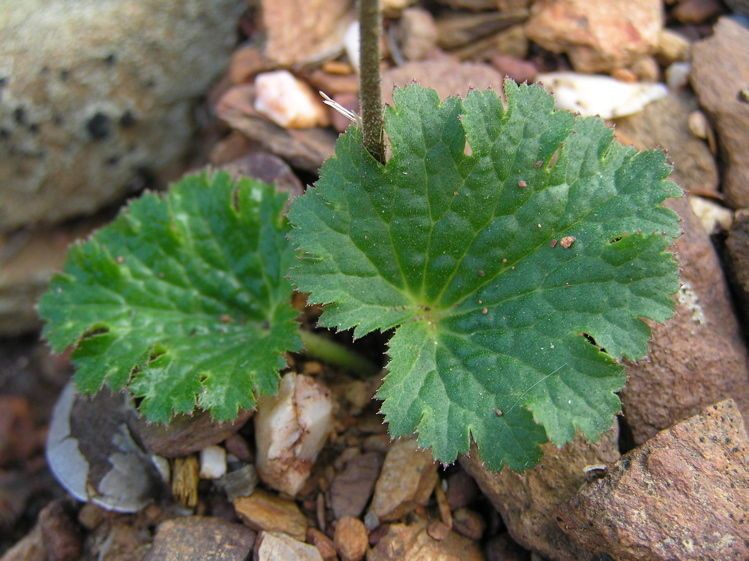 Jepsonia malvifolia leaf