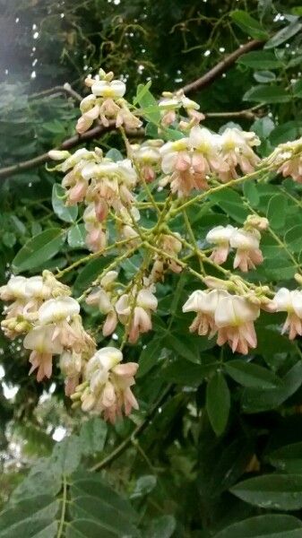 Sophora japonica flower