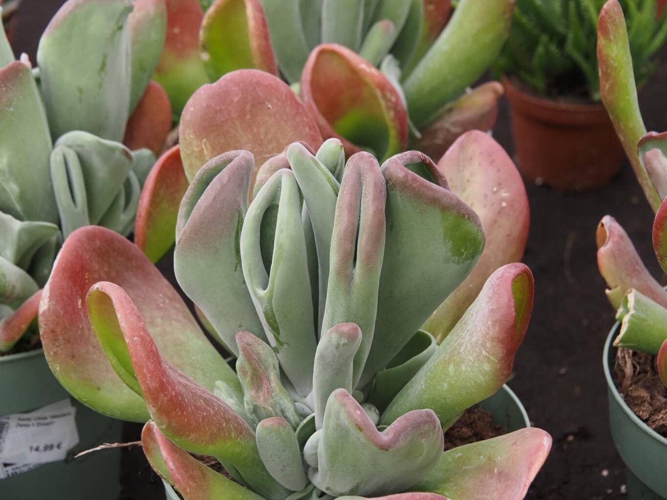 Kalanchoe luciae habit