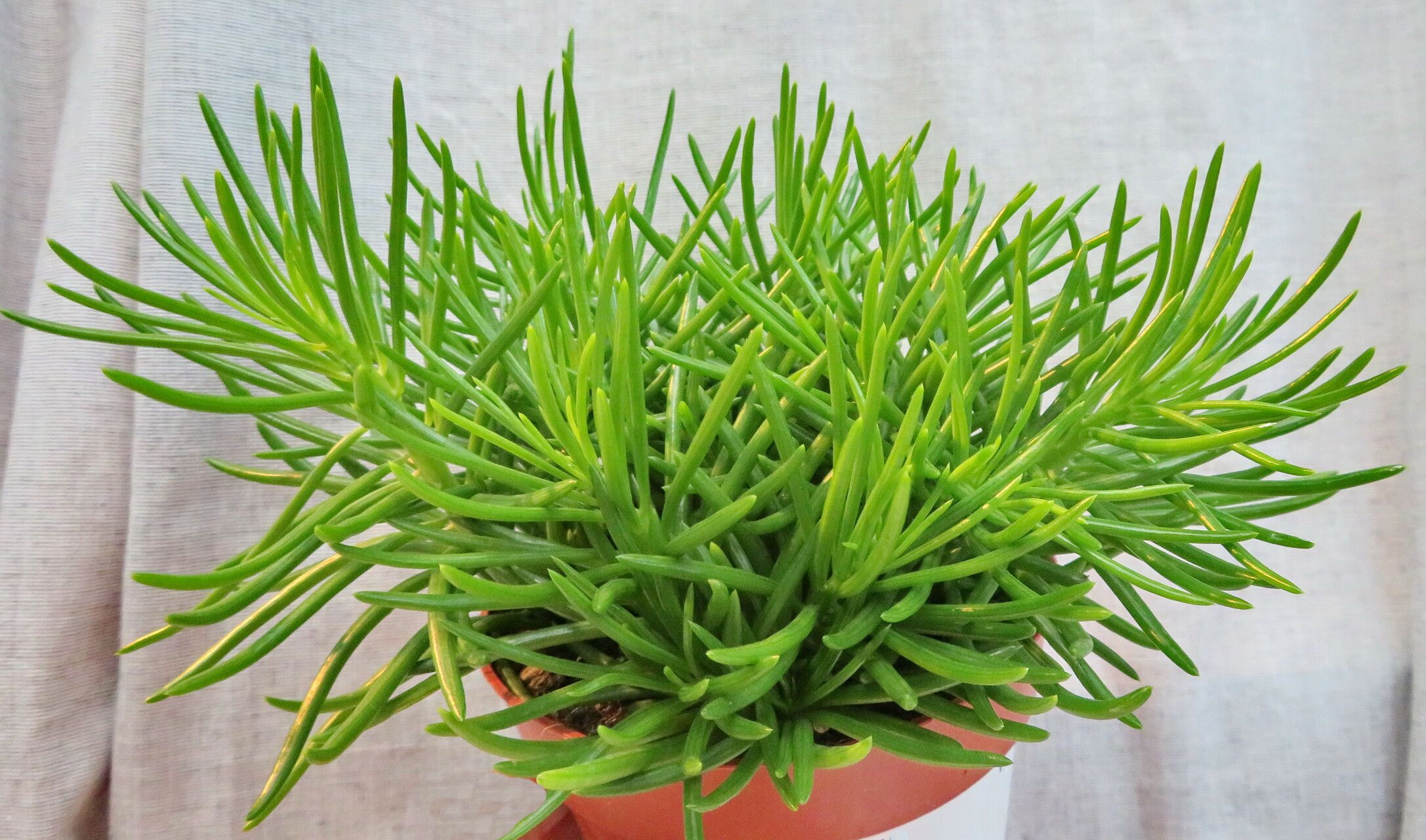 Dendrophorbium archeri habit