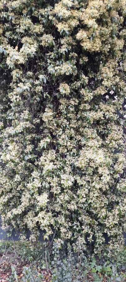 Aphanopetalum resinosum habit