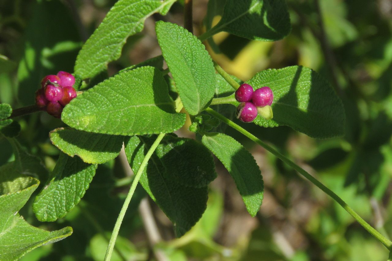 Lantana involucrata fruit