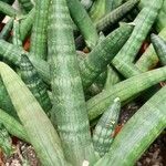 Sansevieria cylindrica
