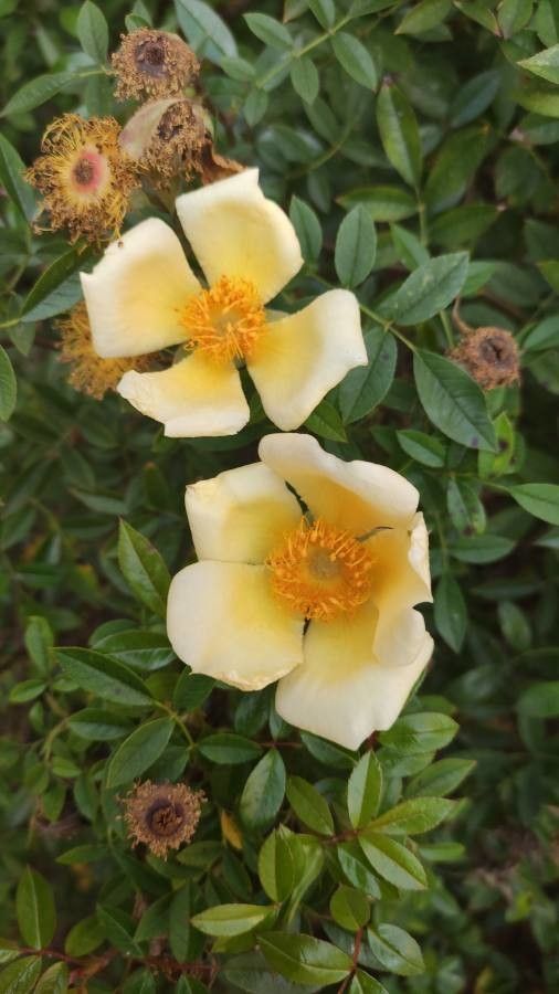 Rosa xanthina flower