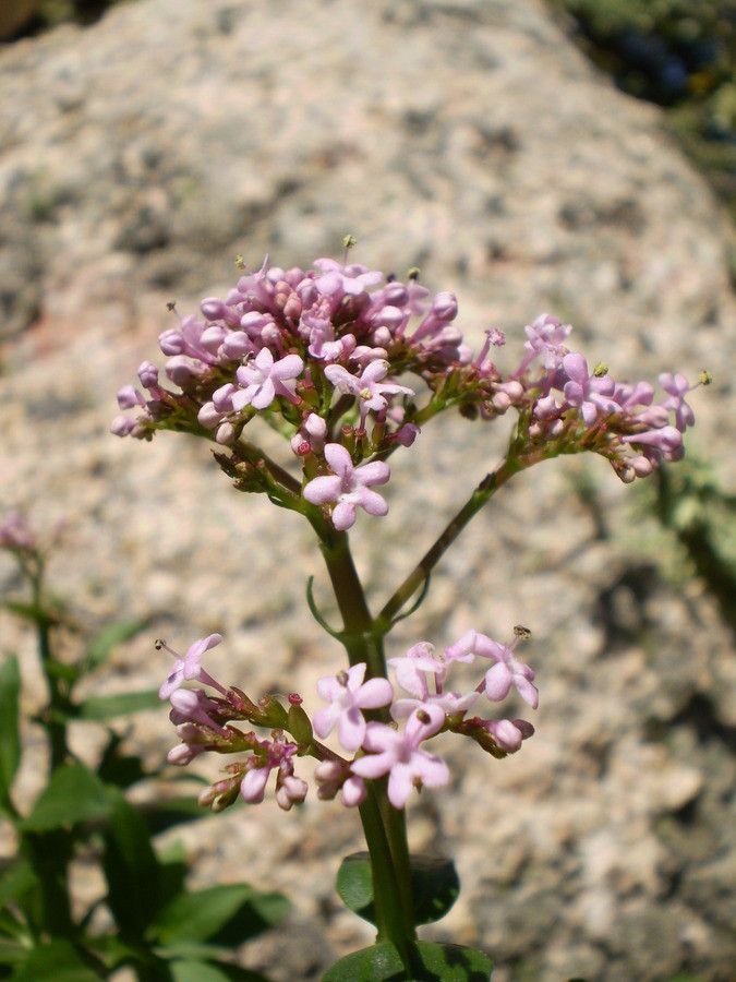 Centranthus trinervis flower