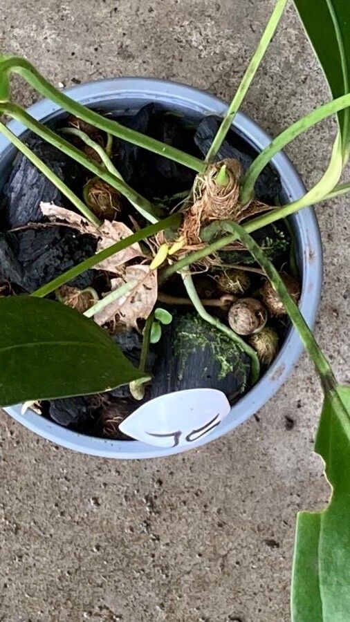 Anthurium scandens — search result for 'Haiti'