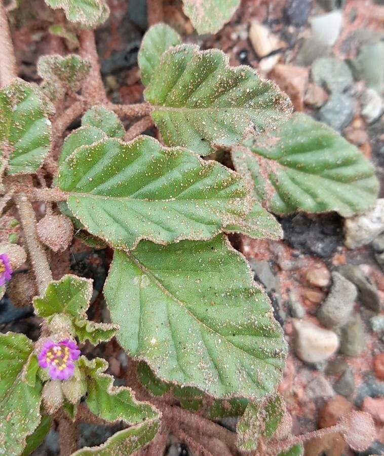 Allionia incarnata leaf
