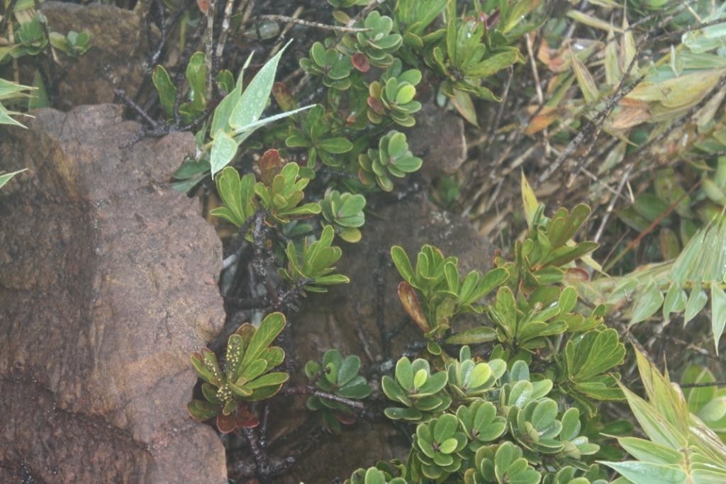 Beauprea congesta — search result for 'Proteaceae'